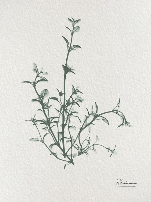 Thymus Vulgaris 2 Poster Print - Albert Koetsier