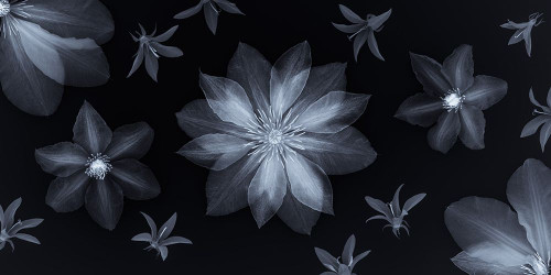 Clematis flowers Poster Print - Assaf Frank