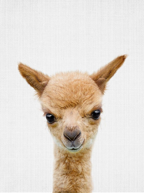 Peekaboo Baby Llama Poster Print - Lola Peacock