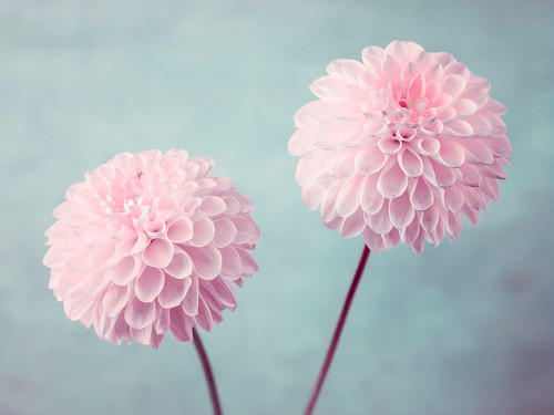 Two Dahlia flowers Poster Print - Assaf Frank