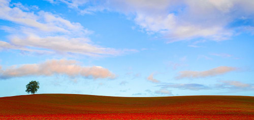 Rolling Hills of Clover Poster Print - Don Schwartz