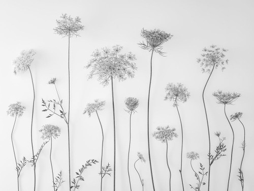 Cow parsley Poster Print - Assaf Frank