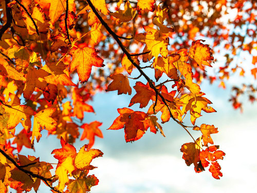 Coloured leaves at autumn Poster Print - Assaf Frank