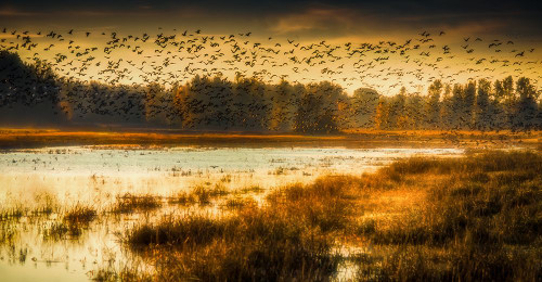 Sky Full of Geese Poster Print - Don Schwartz