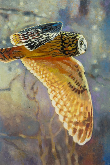 Short Eared Owl Poster Print - Max Hayslette