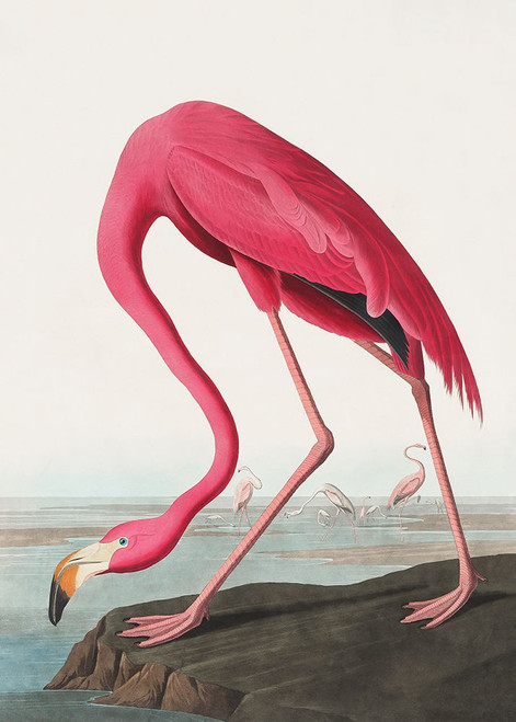 Pink Flamingo Ii From Birds of America