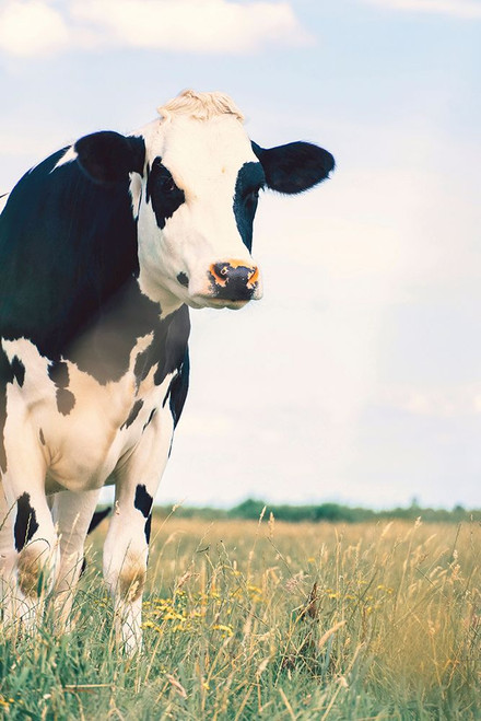 Kenton Poster Print - Krista Broadway