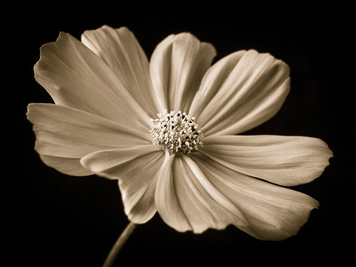 Cosmos flower Poster Print - Assaf Frank