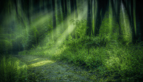 Forest Light Streams Poster Print - Don Schwartz