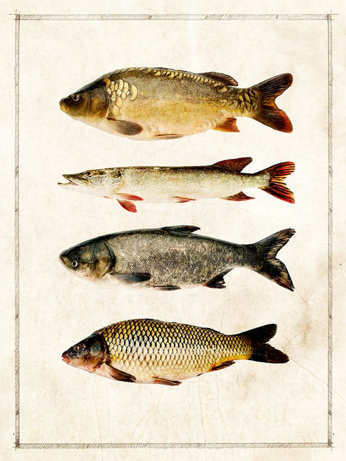 Fish Study B Poster Print - ArtLab GI