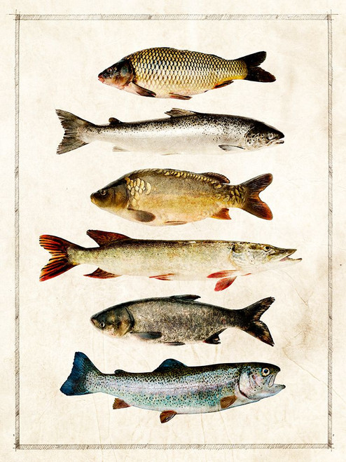 Fish Study A Poster Print - ArtLab GI