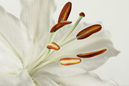 White Lily II Poster Print - Don Schwartz