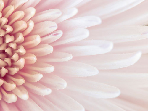 Chrysanthemum petals Poster Print - Assaf Frank