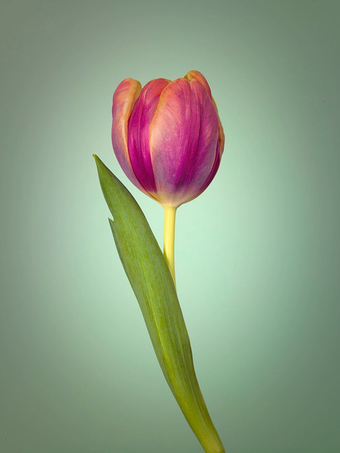 Single Tulip Flower, Side View Poster Print - Assaf Frank