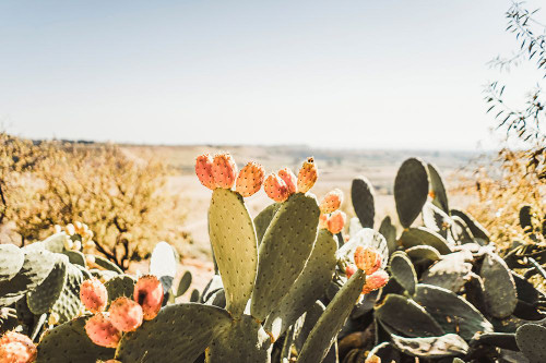 Estero Poster Print - Krista Broadway