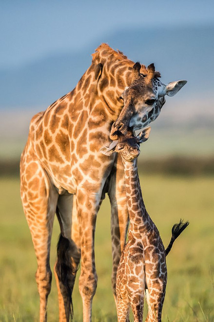 Mom Love Poster Print - Mohammed Alnaser