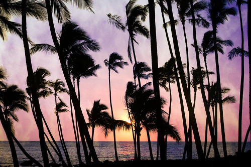 Palms at Sunset Poster Print - Don Schwartz