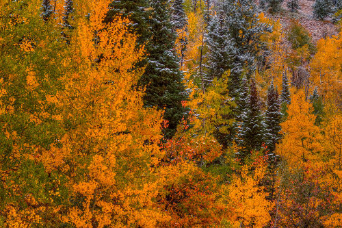 Dazzle Poster Print - Bill Sherrell