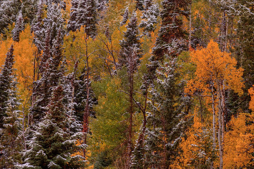 Contrasts Poster Print - Bill Sherrell