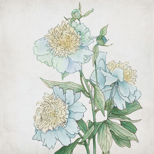 Delicate Botanical Blue I Poster Print - Alex Black