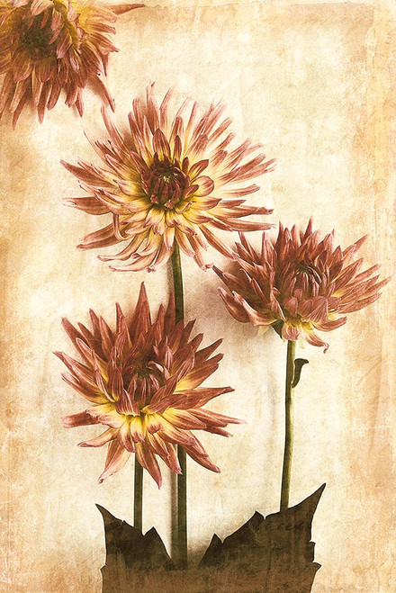 Dahlia II Poster Print - Thea Schrack