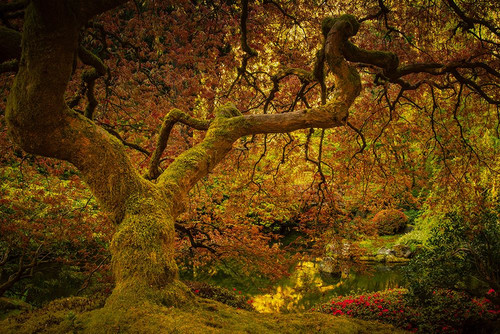 Spring Maple Poster Print - Don Schwartz