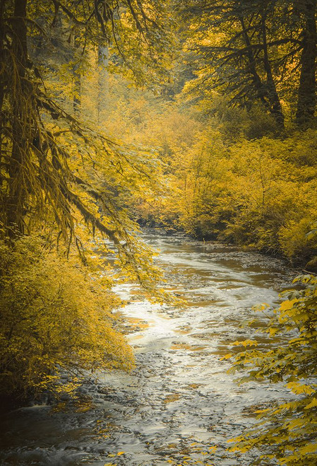 Autumn Creek Poster Print - Don Schwartz