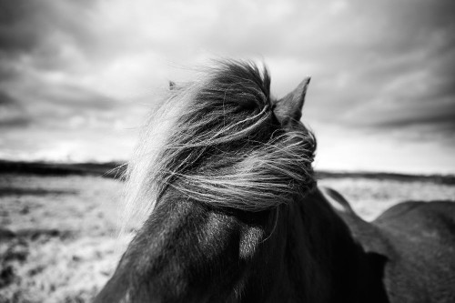 Iceland Poster Print - der Liesbeth van