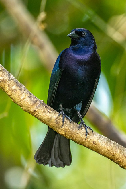 Trinidad. Close-up of shiny cowbird on limb. Poster Print - Gallery Jaynes
