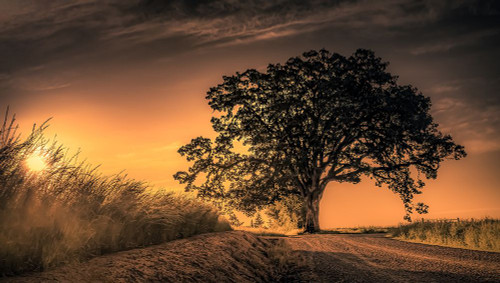 Grand Tree at Sunrise Poster Print - Don Schwartz