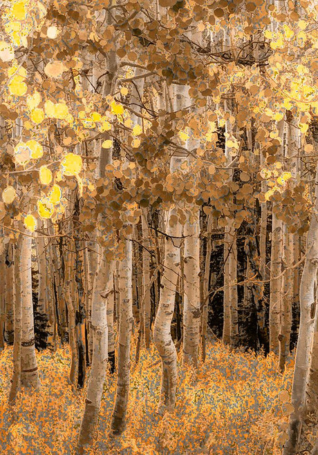 Aspens in Early Autumn Poster Print - Don Schwartz