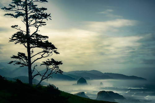 Beyond the Tree at the Overlook Poster Print - Don Schwartz