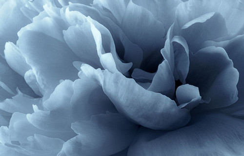 Peony Petal Abstract Poster Print - Lotte Gronkjar