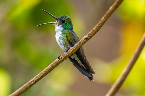 Trinidad. White-chested emerald hummingbird singing. Poster Print - Gallery Jaynes