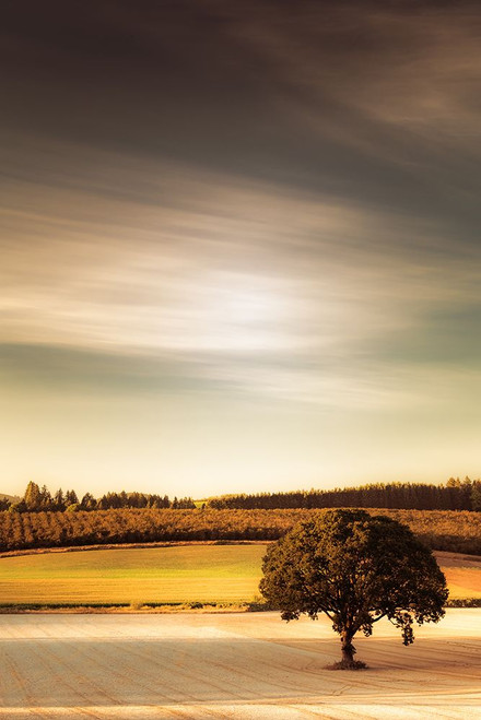 Lone Tree at Sundown Poster Print - Don Schwartz