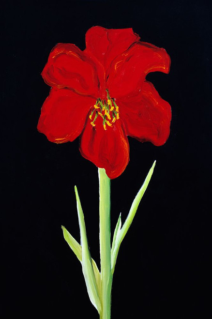 Amaryllis Poster Print - Soraya Chemaly