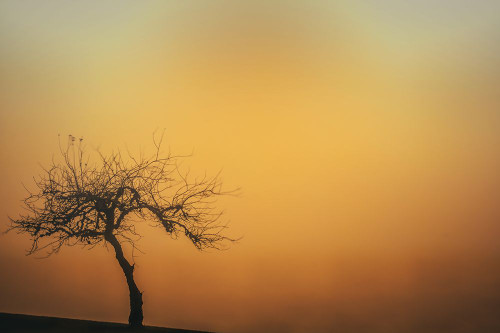 Tree on the Hill Poster Print - Don Schwartz