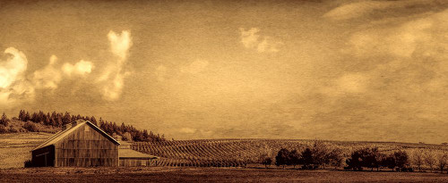 Vineyard Barn Poster Print - Don Schwartz