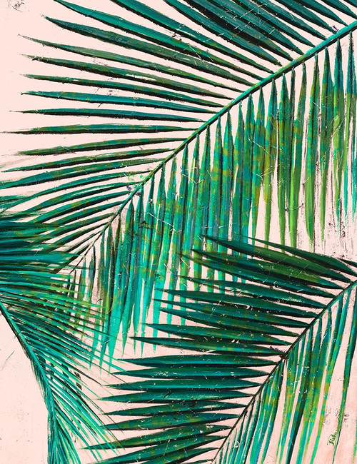 Palmas in Pink II Poster Print - Patricia Pinto