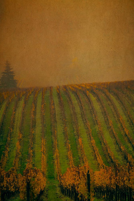 Autumn Vineyard Poster Print - Don Schwartz