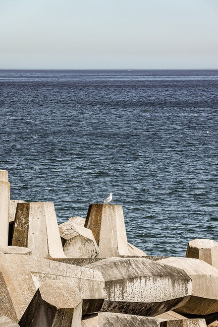 Sea Bird Poster Print - by Clint Shot