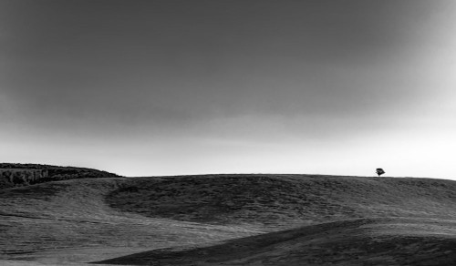 Tree on the Ridge Poster Print - Don Schwartz