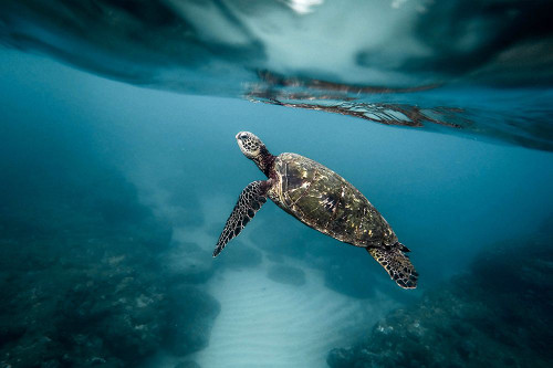 Sea Turtle Swimming in the Ocean Poster Print - Artographie