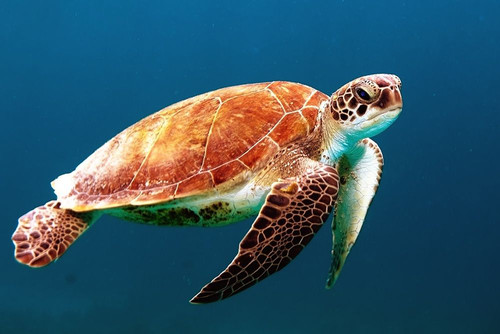 Sea Turtle Poster Print - Artographie