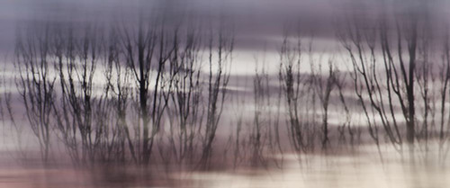 Barely Poster Print - Don Schwartz