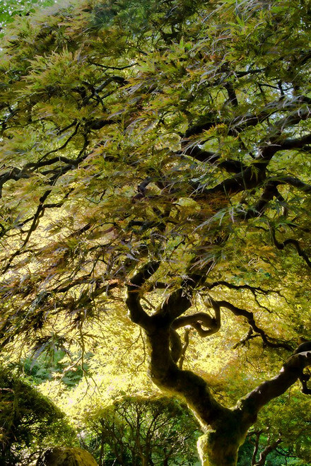 Magical Tree Poster Print - Don Schwartz