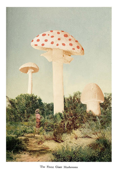 The Finest Giant Mushroom Poster Print - Florent Bodart