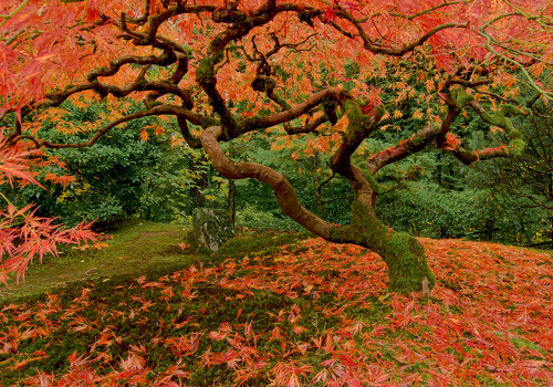 Fallen Leaves Poster Print - Don Schwartz