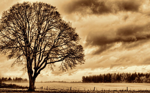 Sentinel in the Field Poster Print - Don Schwartz