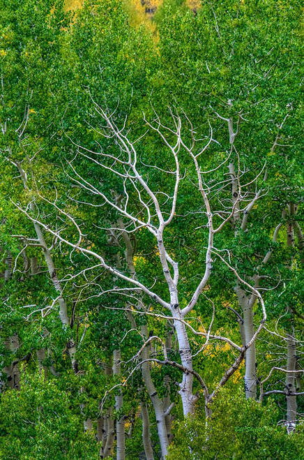 Branching Out Poster Print - Bill Sherrell